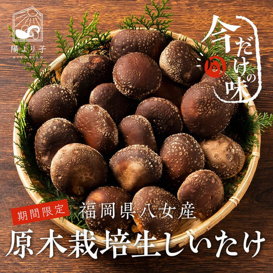【ご予約受付中!】原木栽培 生椎茸 約1kg【11月末頃から出荷開始!】【日付指定不可】