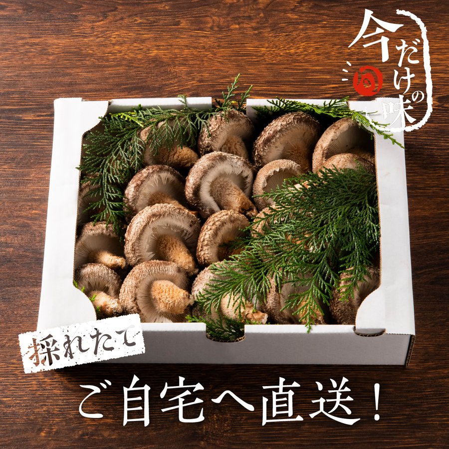 【ご予約受付中！】原木栽培 生椎茸 約1kg【11月末頃から出荷開始！】【日付指定不可】