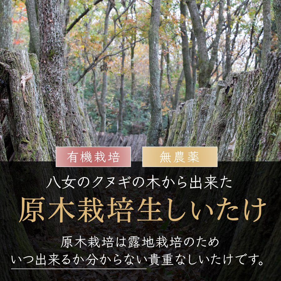 【ご予約受付中！】原木栽培 生椎茸 約1kg【11月末頃から出荷開始！】【日付指定不可】